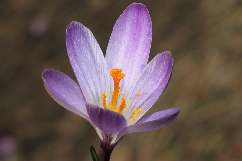 Un po'' di Crocus liguri (visto che  il periodo)